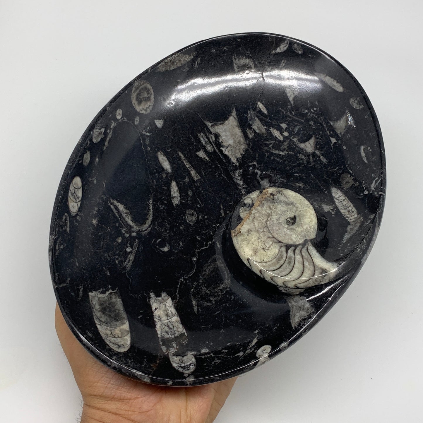 852g, 8.75"x6.5" Black Fossils Ammonite Orthoceras Bowl Oval Ring @Morocco,B8447