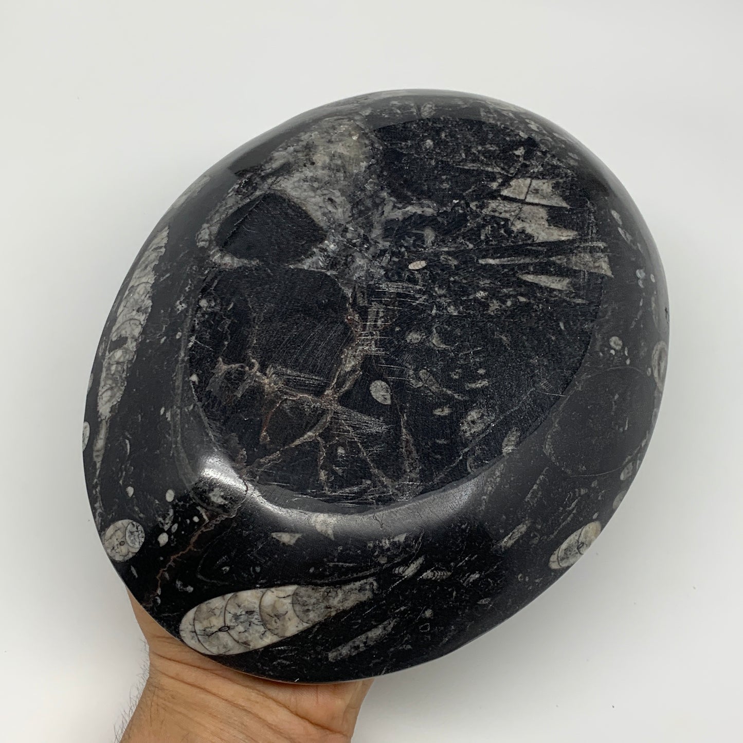 852g, 8.75"x6.5" Black Fossils Ammonite Orthoceras Bowl Oval Ring @Morocco,B8447