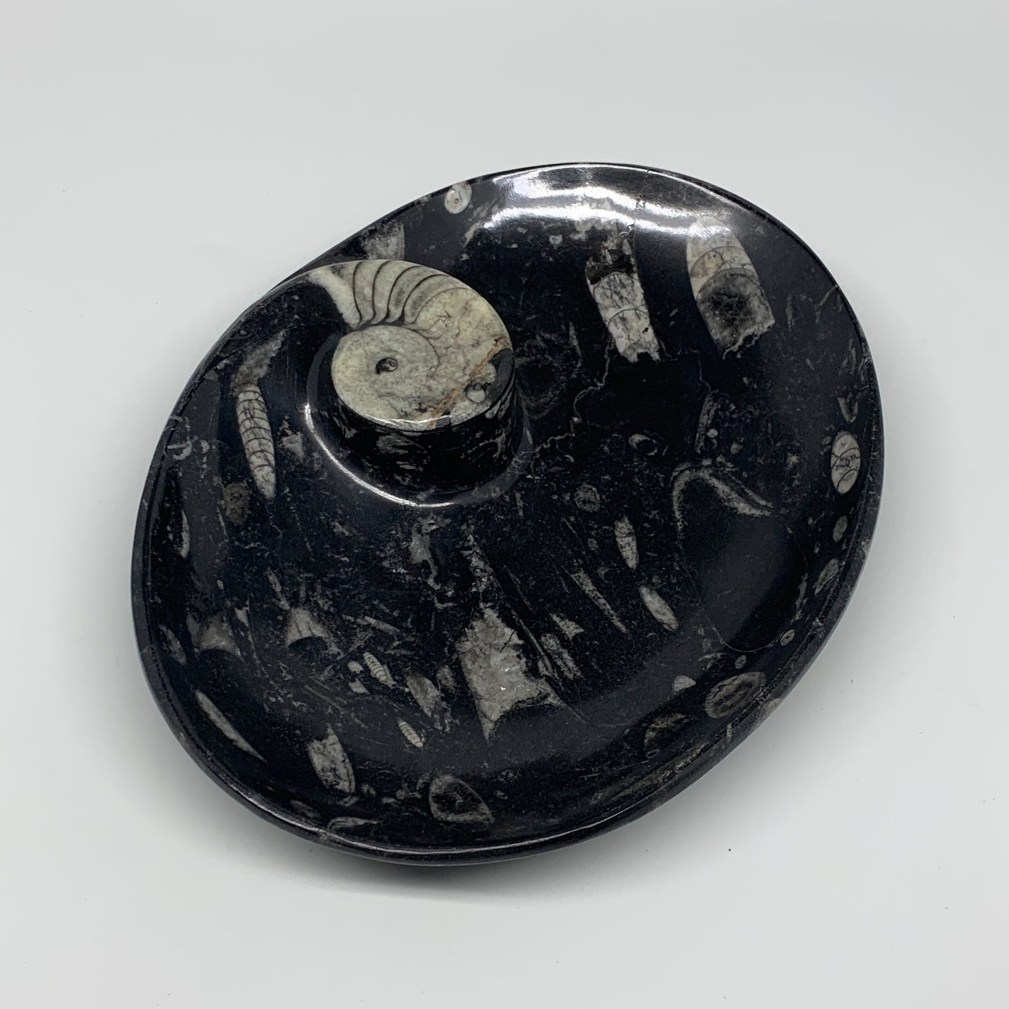 852g, 8.75"x6.5" Black Fossils Ammonite Orthoceras Bowl Oval Ring @Morocco,B8447