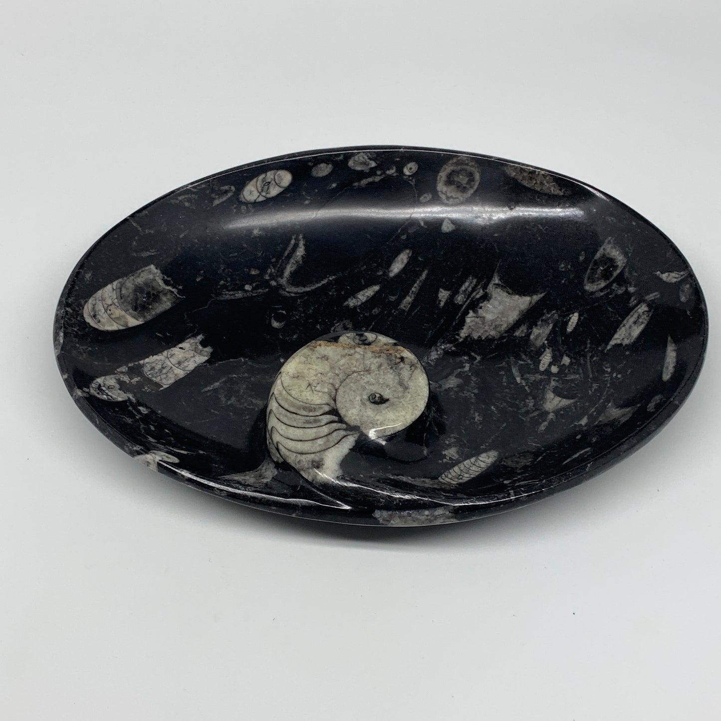 852g, 8.75"x6.5" Black Fossils Ammonite Orthoceras Bowl Oval Ring @Morocco,B8447