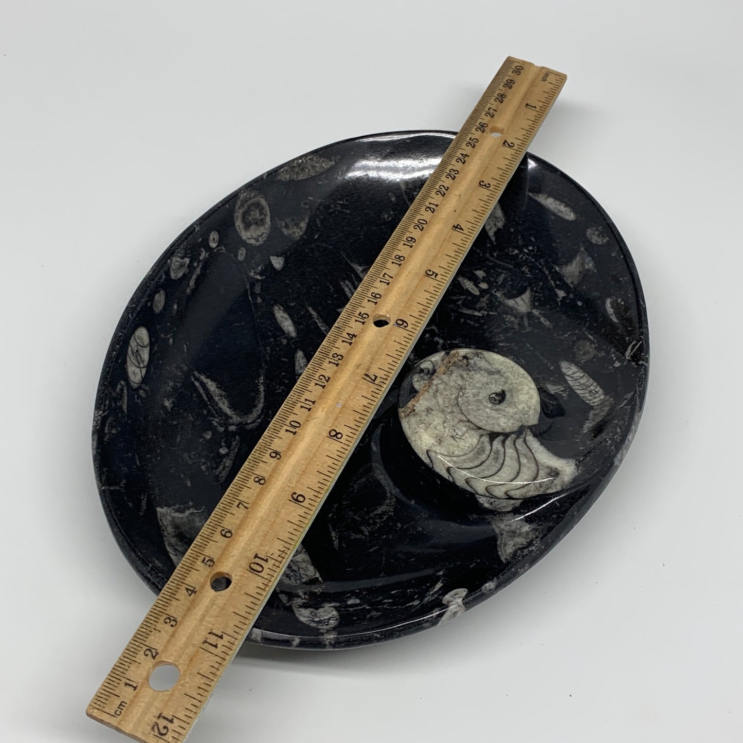 852g, 8.75"x6.5" Black Fossils Ammonite Orthoceras Bowl Oval Ring @Morocco,B8447