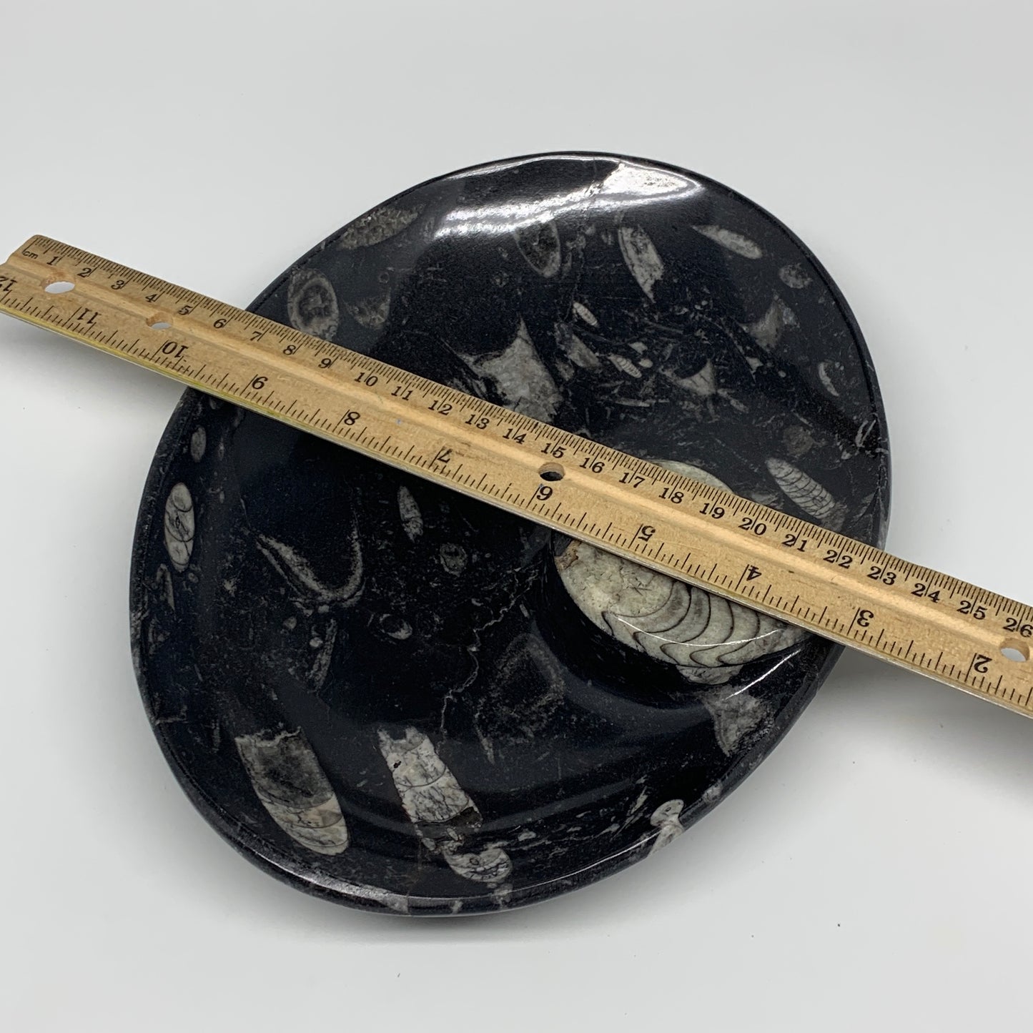 852g, 8.75"x6.5" Black Fossils Ammonite Orthoceras Bowl Oval Ring @Morocco,B8447