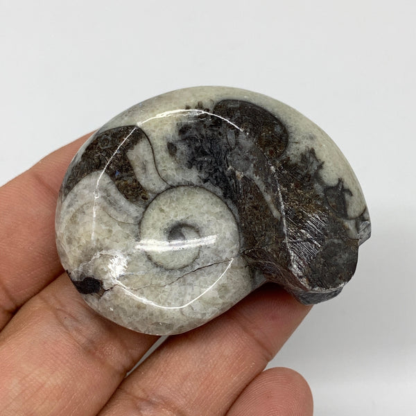37.2g, 1.8"x1.4"x0.9", Goniatite Ammonite Polished Mineral from Morocco, F2001