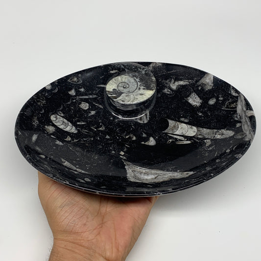 774g, 8.75"x6.5" Black Fossils Ammonite Orthoceras Bowl Oval Ring @Morocco,B8450