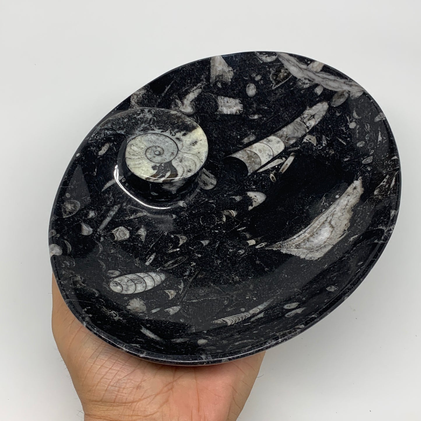 774g, 8.75"x6.5" Black Fossils Ammonite Orthoceras Bowl Oval Ring @Morocco,B8450