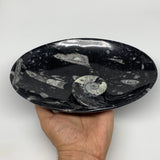 774g, 8.75"x6.5" Black Fossils Ammonite Orthoceras Bowl Oval Ring @Morocco,B8450