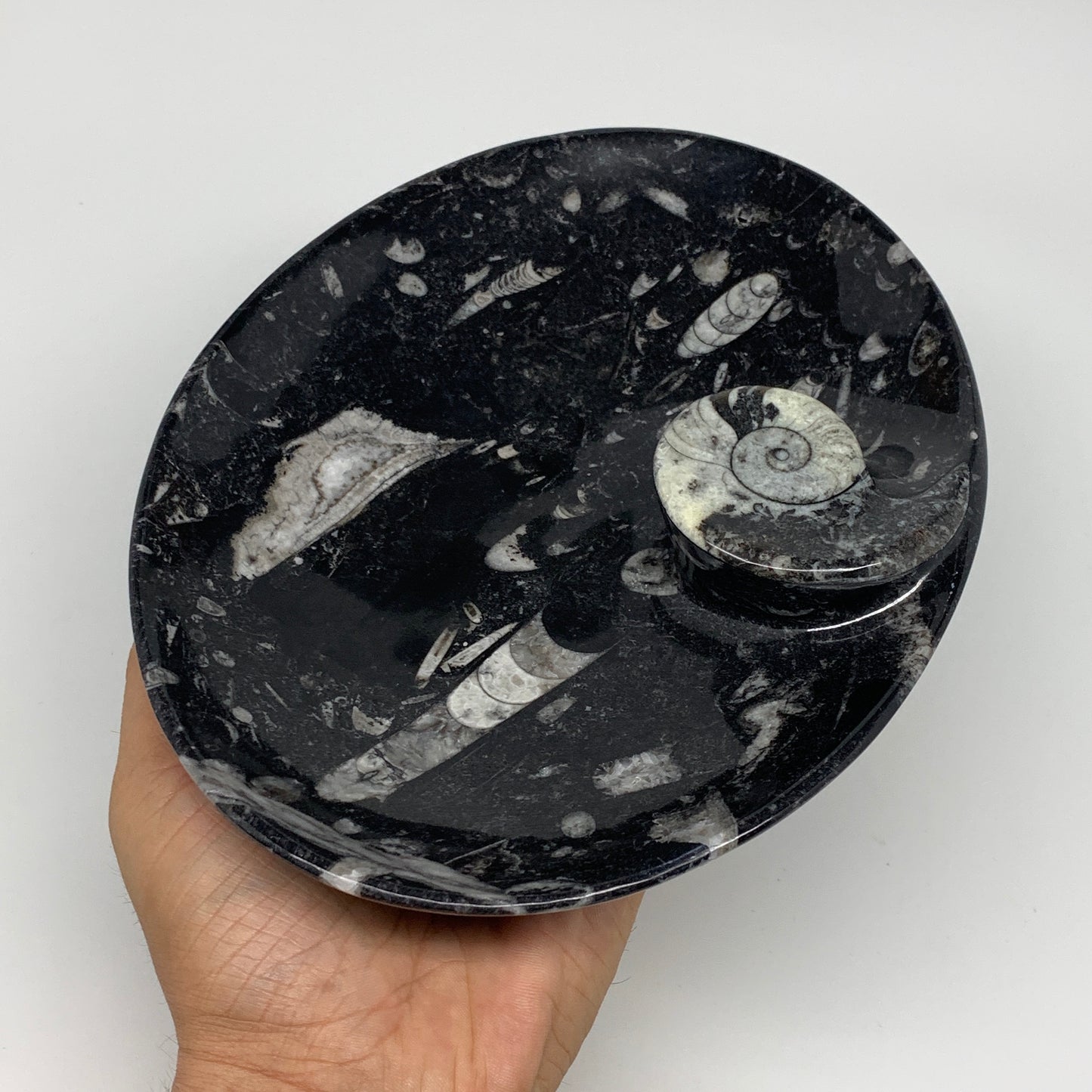 774g, 8.75"x6.5" Black Fossils Ammonite Orthoceras Bowl Oval Ring @Morocco,B8450