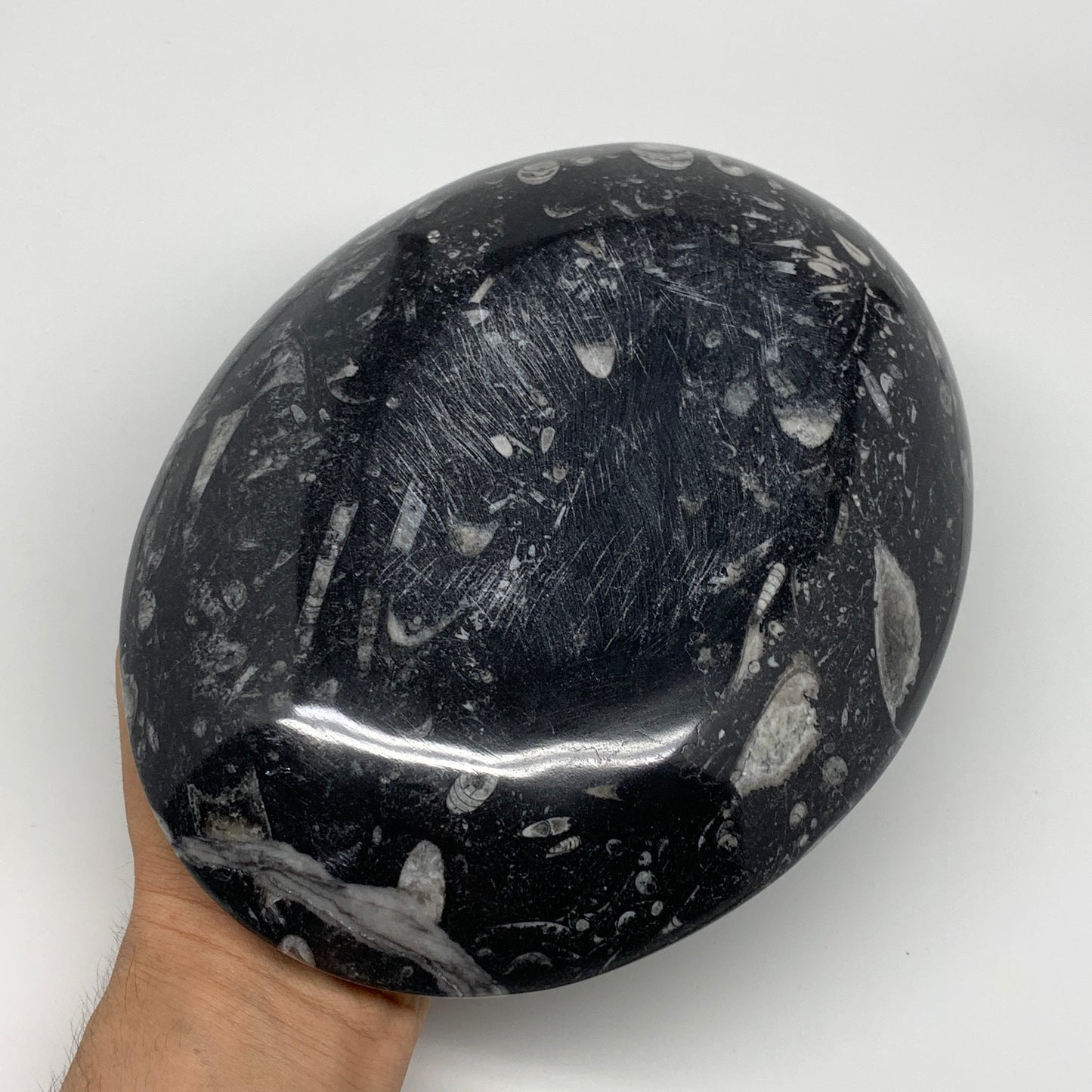 774g, 8.75"x6.5" Black Fossils Ammonite Orthoceras Bowl Oval Ring @Morocco,B8450