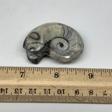 37.2g, 1.8"x1.4"x0.9", Goniatite Ammonite Polished Mineral from Morocco, F2001