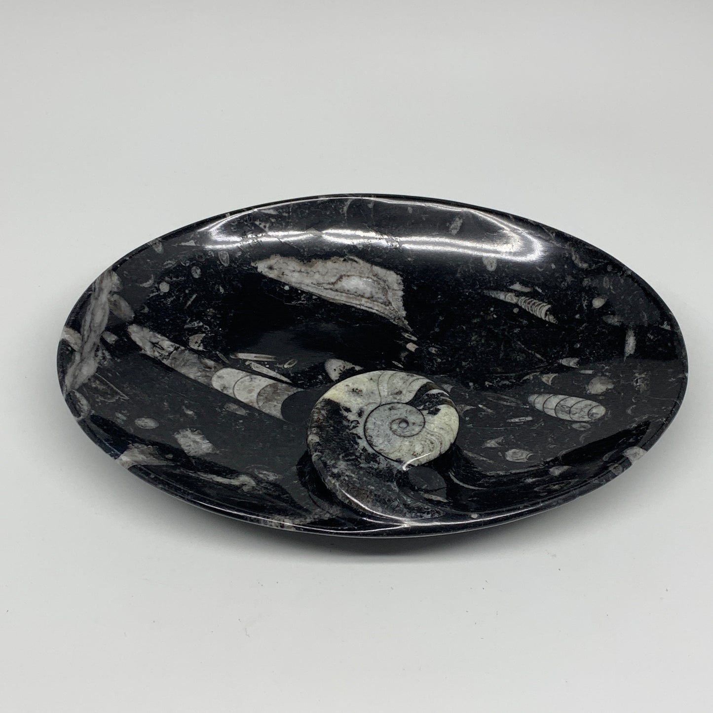 774g, 8.75"x6.5" Black Fossils Ammonite Orthoceras Bowl Oval Ring @Morocco,B8450