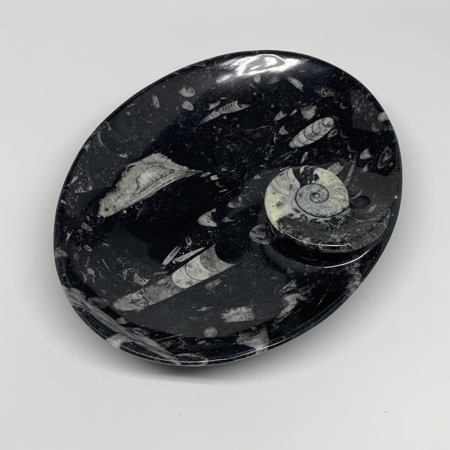 774g, 8.75"x6.5" Black Fossils Ammonite Orthoceras Bowl Oval Ring @Morocco,B8450