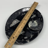 774g, 8.75"x6.5" Black Fossils Ammonite Orthoceras Bowl Oval Ring @Morocco,B8450