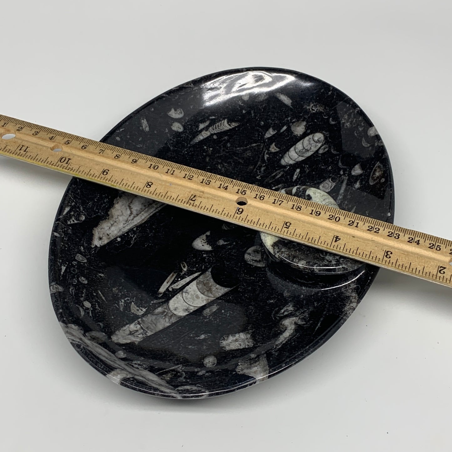 774g, 8.75"x6.5" Black Fossils Ammonite Orthoceras Bowl Oval Ring @Morocco,B8450