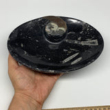 874g, 8.75"x6.5" Black Fossils Ammonite Orthoceras Bowl Oval Ring @Morocco,B8451