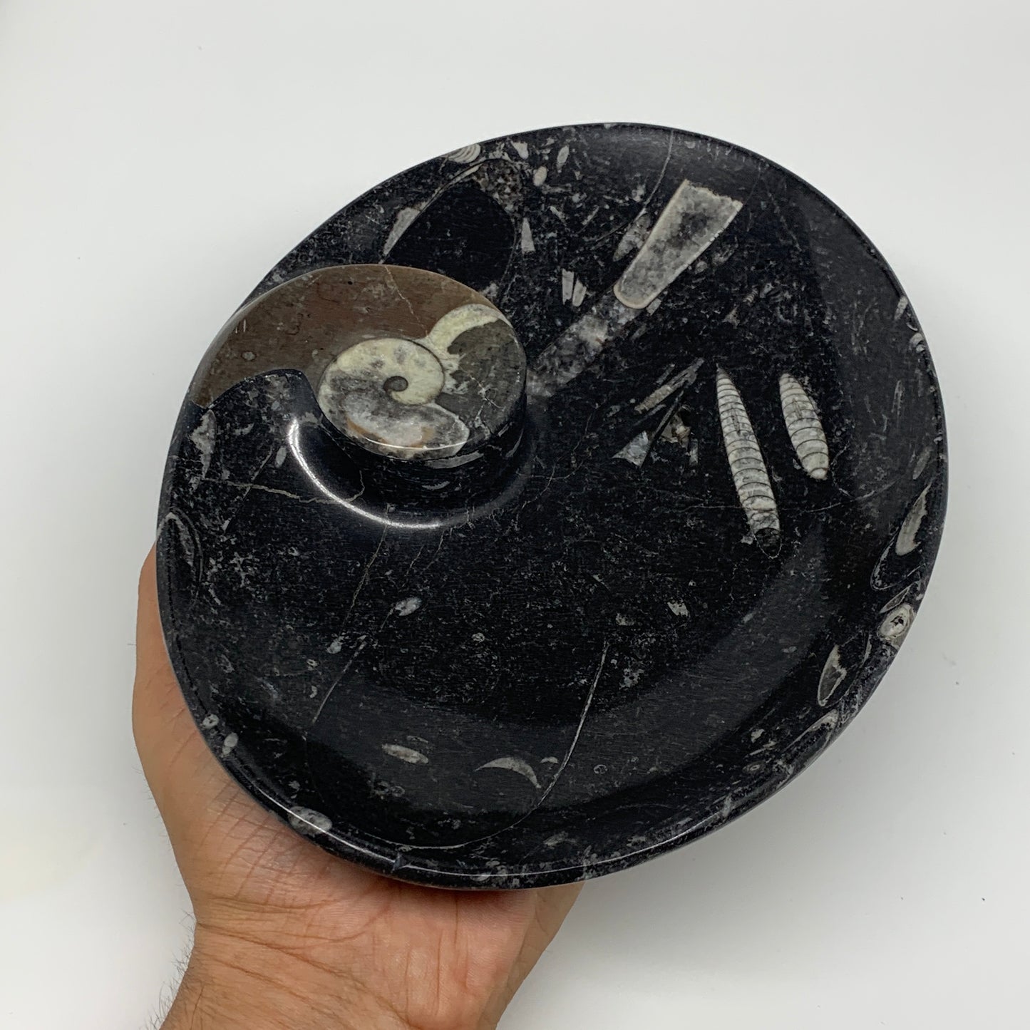 874g, 8.75"x6.5" Black Fossils Ammonite Orthoceras Bowl Oval Ring @Morocco,B8451