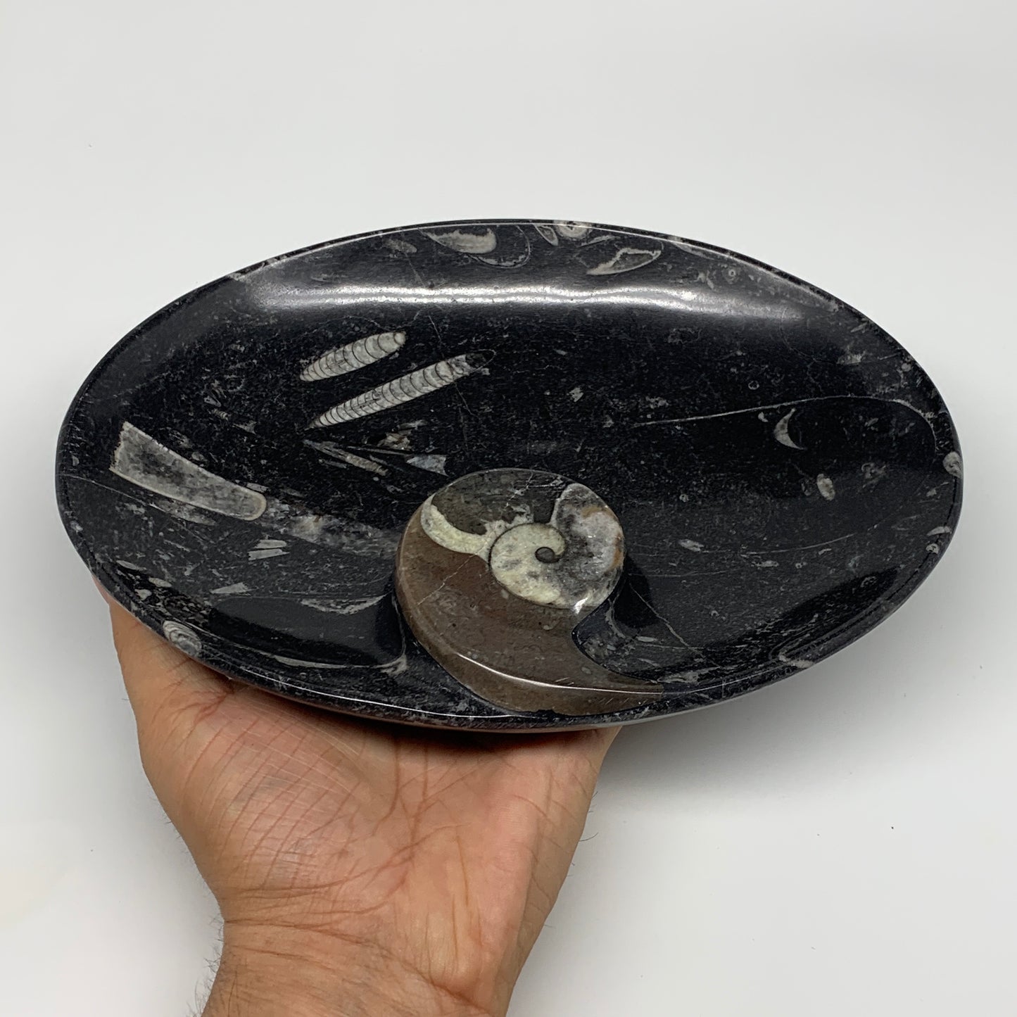 874g, 8.75"x6.5" Black Fossils Ammonite Orthoceras Bowl Oval Ring @Morocco,B8451