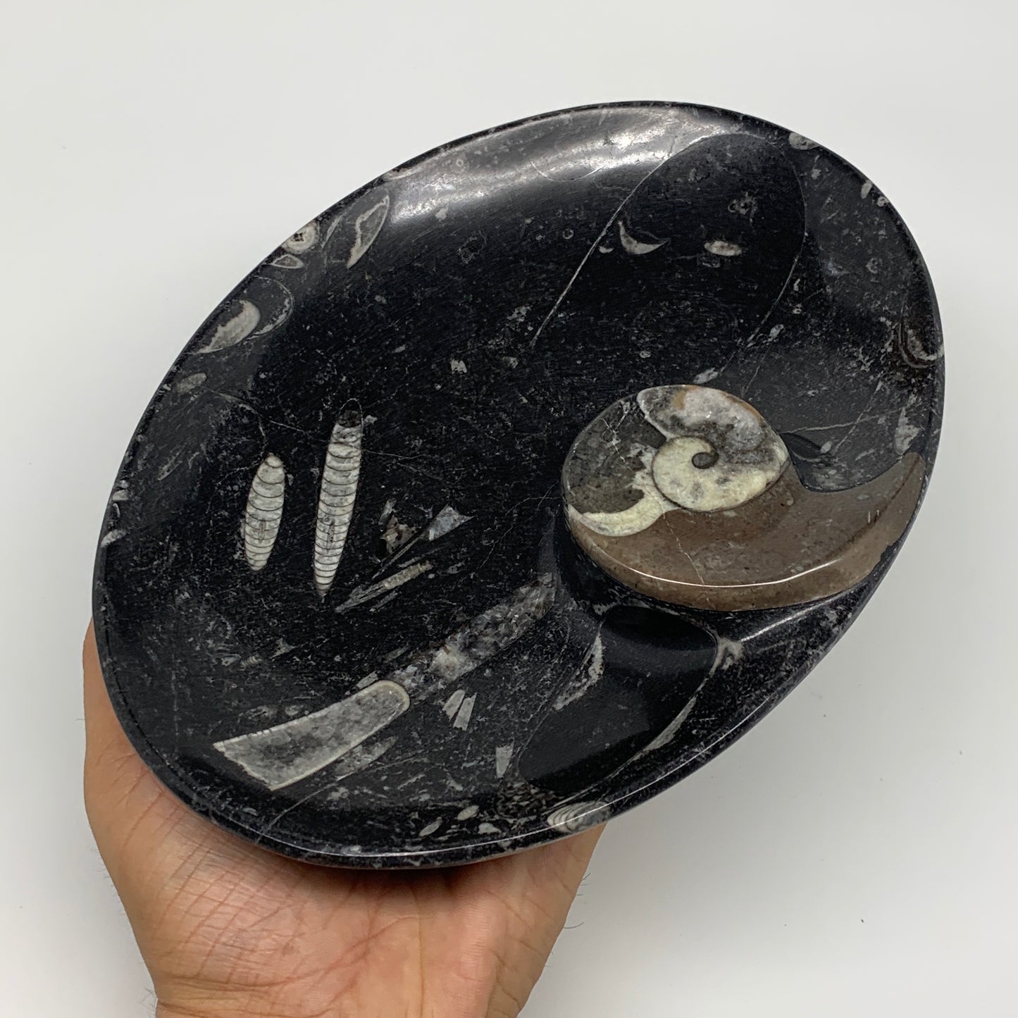 874g, 8.75"x6.5" Black Fossils Ammonite Orthoceras Bowl Oval Ring @Morocco,B8451