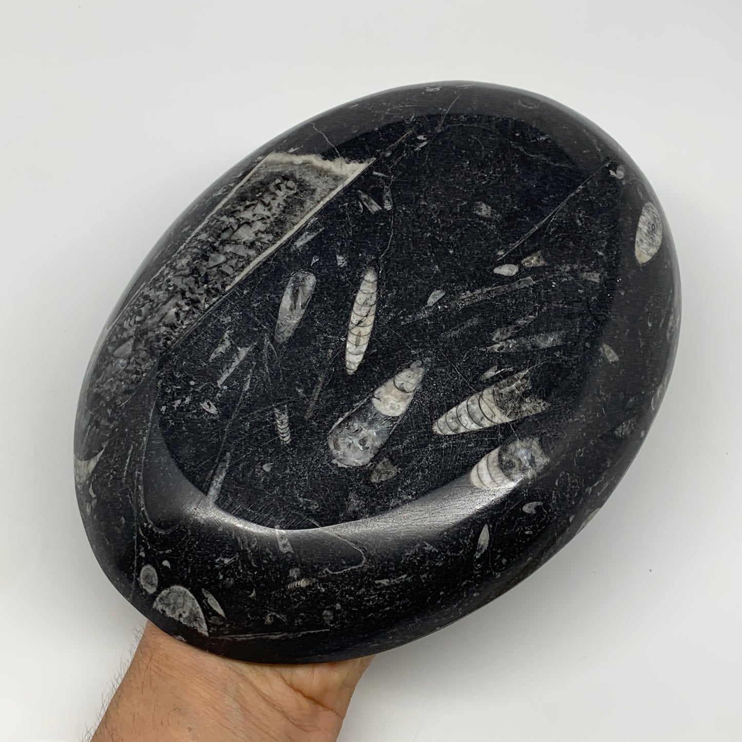 874g, 8.75"x6.5" Black Fossils Ammonite Orthoceras Bowl Oval Ring @Morocco,B8451