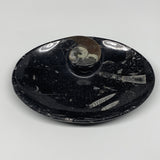 874g, 8.75"x6.5" Black Fossils Ammonite Orthoceras Bowl Oval Ring @Morocco,B8451