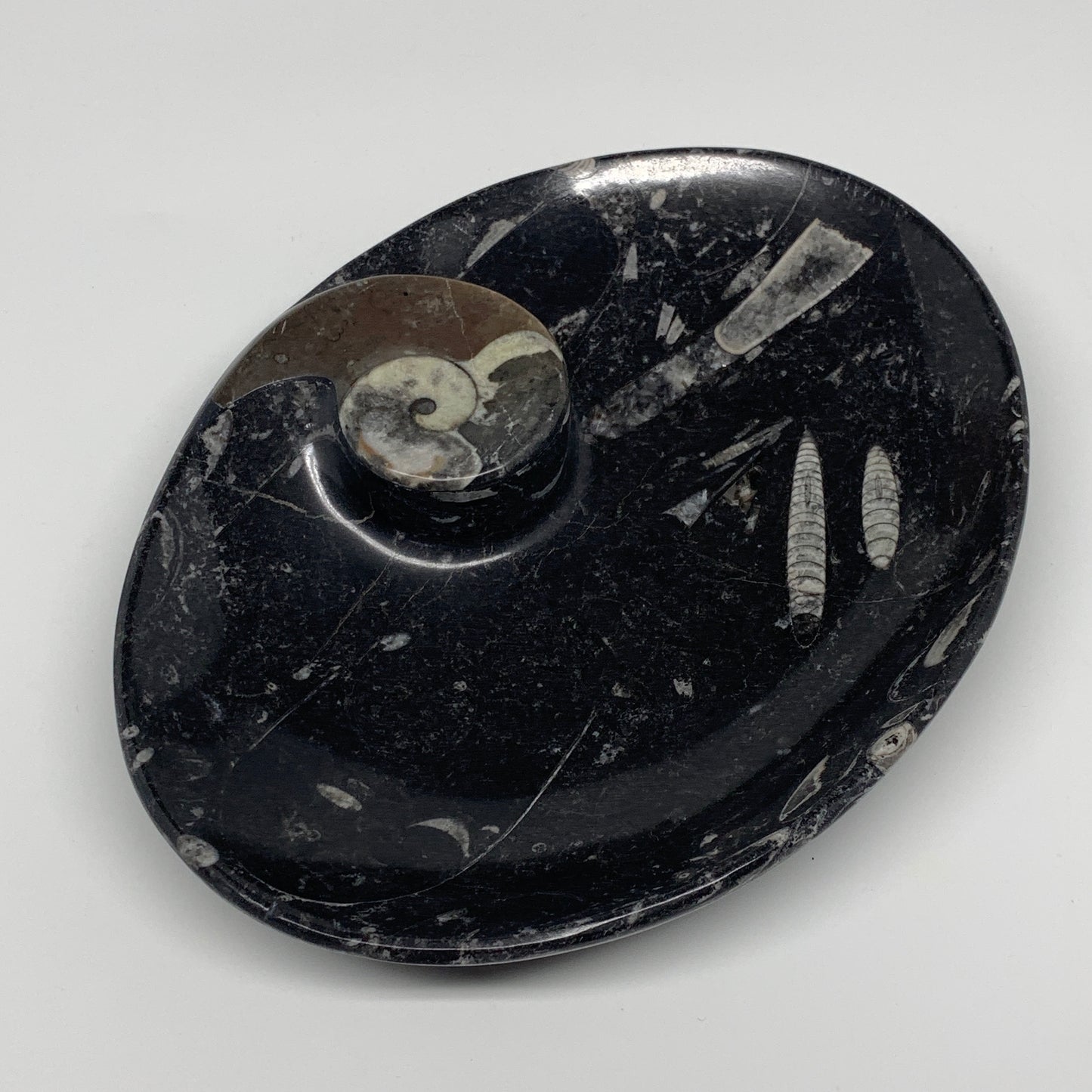 874g, 8.75"x6.5" Black Fossils Ammonite Orthoceras Bowl Oval Ring @Morocco,B8451