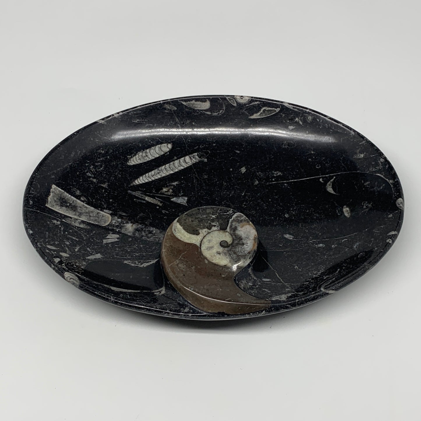 874g, 8.75"x6.5" Black Fossils Ammonite Orthoceras Bowl Oval Ring @Morocco,B8451