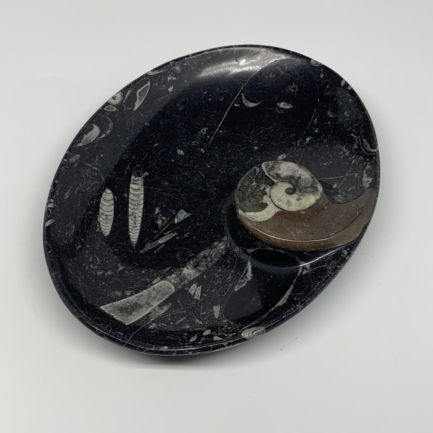 874g, 8.75"x6.5" Black Fossils Ammonite Orthoceras Bowl Oval Ring @Morocco,B8451