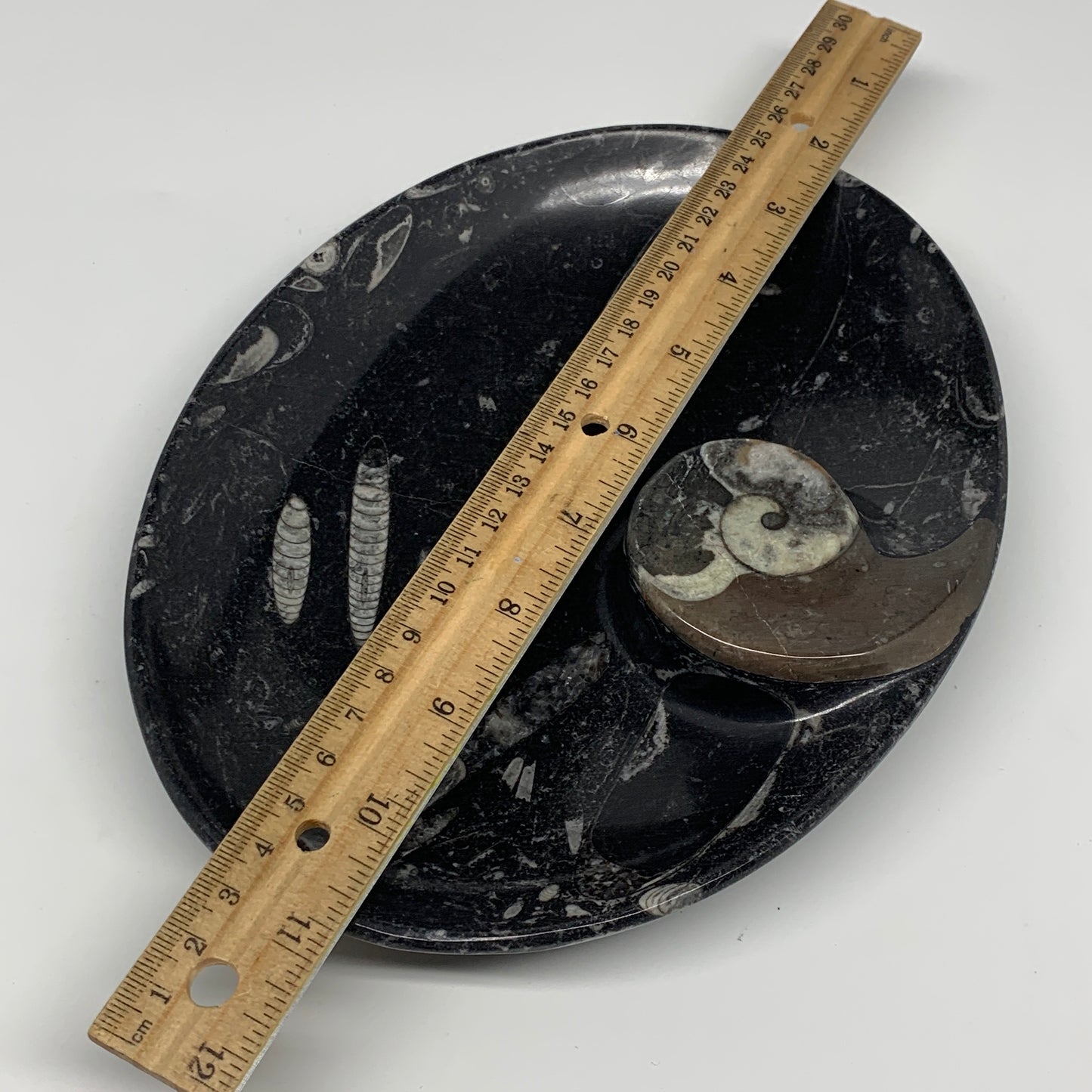 874g, 8.75"x6.5" Black Fossils Ammonite Orthoceras Bowl Oval Ring @Morocco,B8451