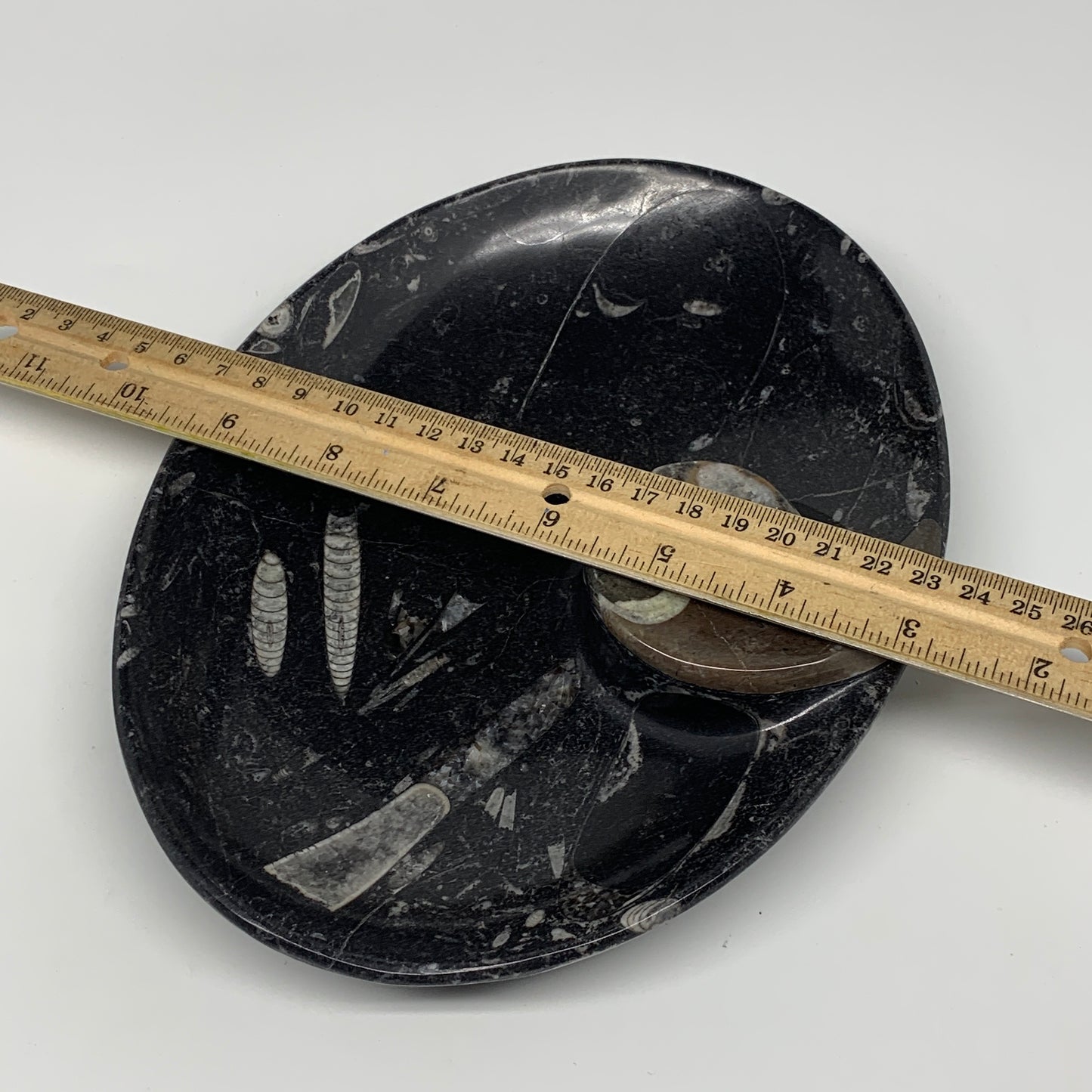 874g, 8.75"x6.5" Black Fossils Ammonite Orthoceras Bowl Oval Ring @Morocco,B8451