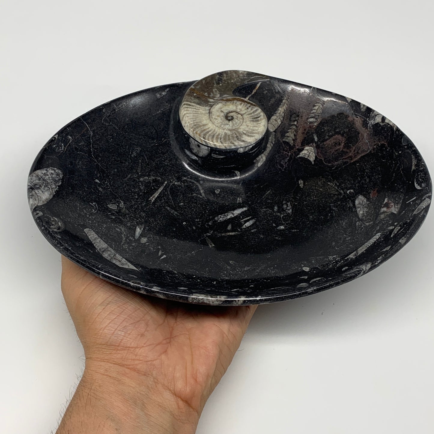 992g, 8.75"x6.5" Black Fossils Ammonite Orthoceras Bowl Oval Ring @Morocco,B8452