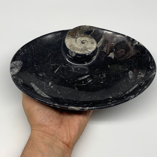992g, 8.75"x6.5" Black Fossils Ammonite Orthoceras Bowl Oval Ring @Morocco,B8452