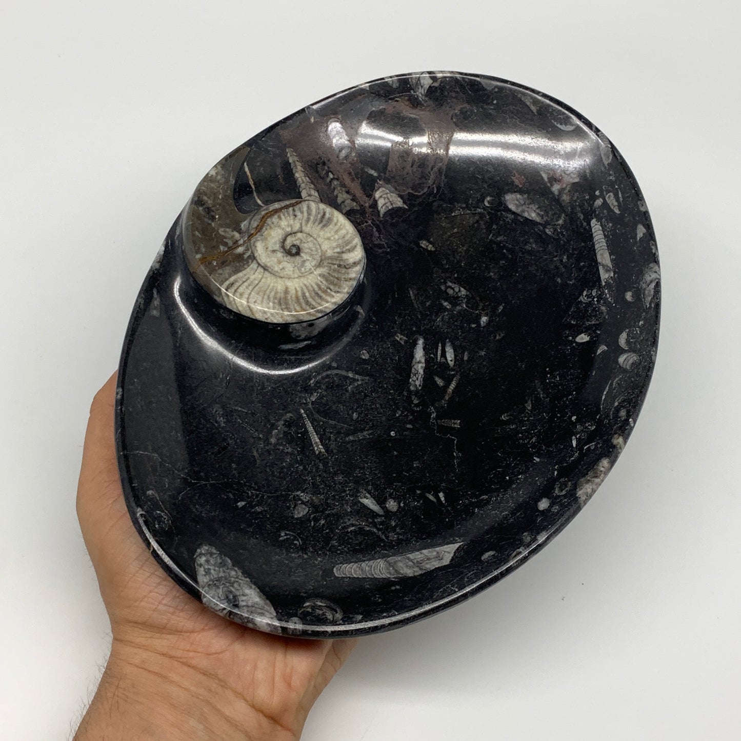 992g, 8.75"x6.5" Black Fossils Ammonite Orthoceras Bowl Oval Ring @Morocco,B8452