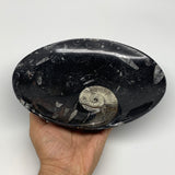 992g, 8.75"x6.5" Black Fossils Ammonite Orthoceras Bowl Oval Ring @Morocco,B8452