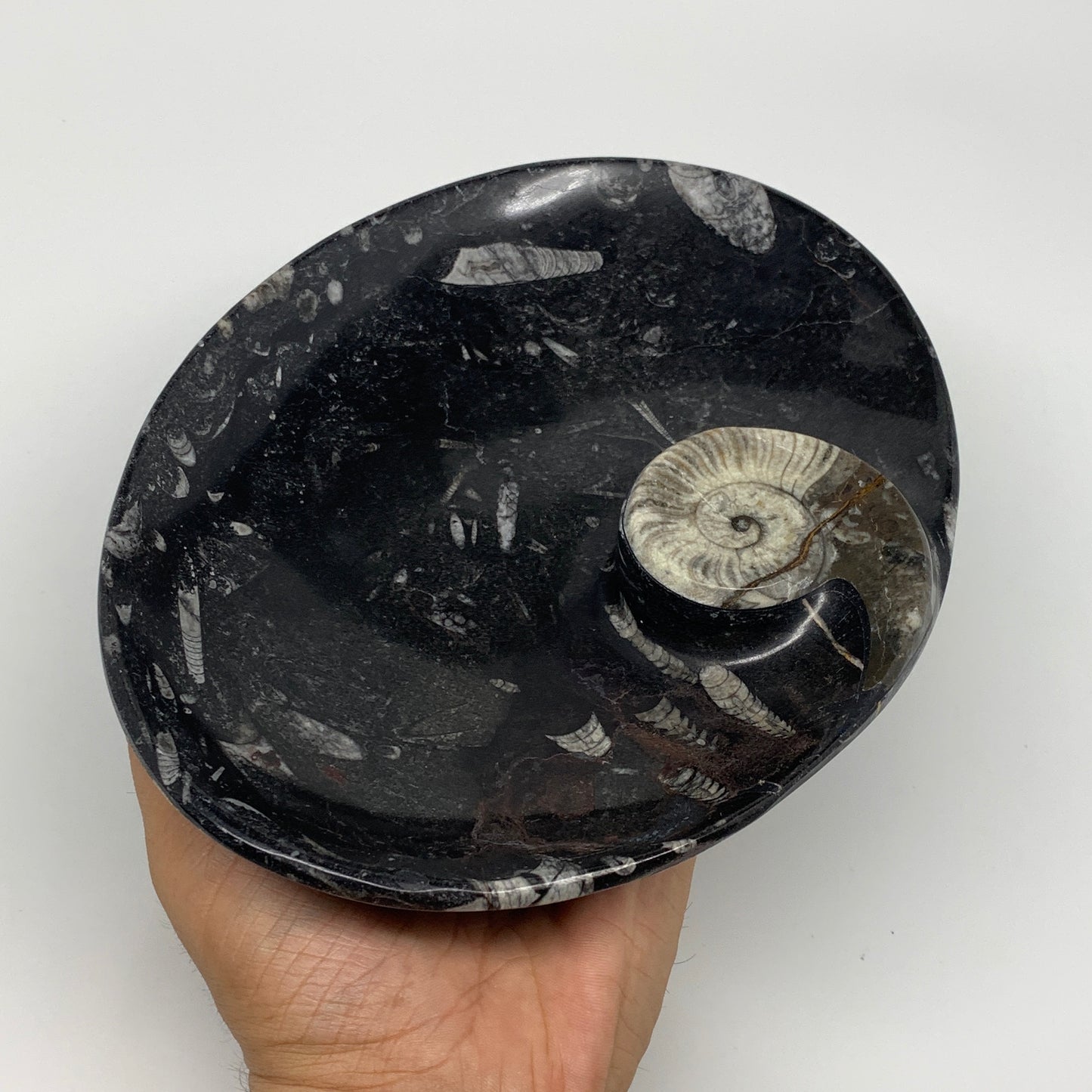 992g, 8.75"x6.5" Black Fossils Ammonite Orthoceras Bowl Oval Ring @Morocco,B8452