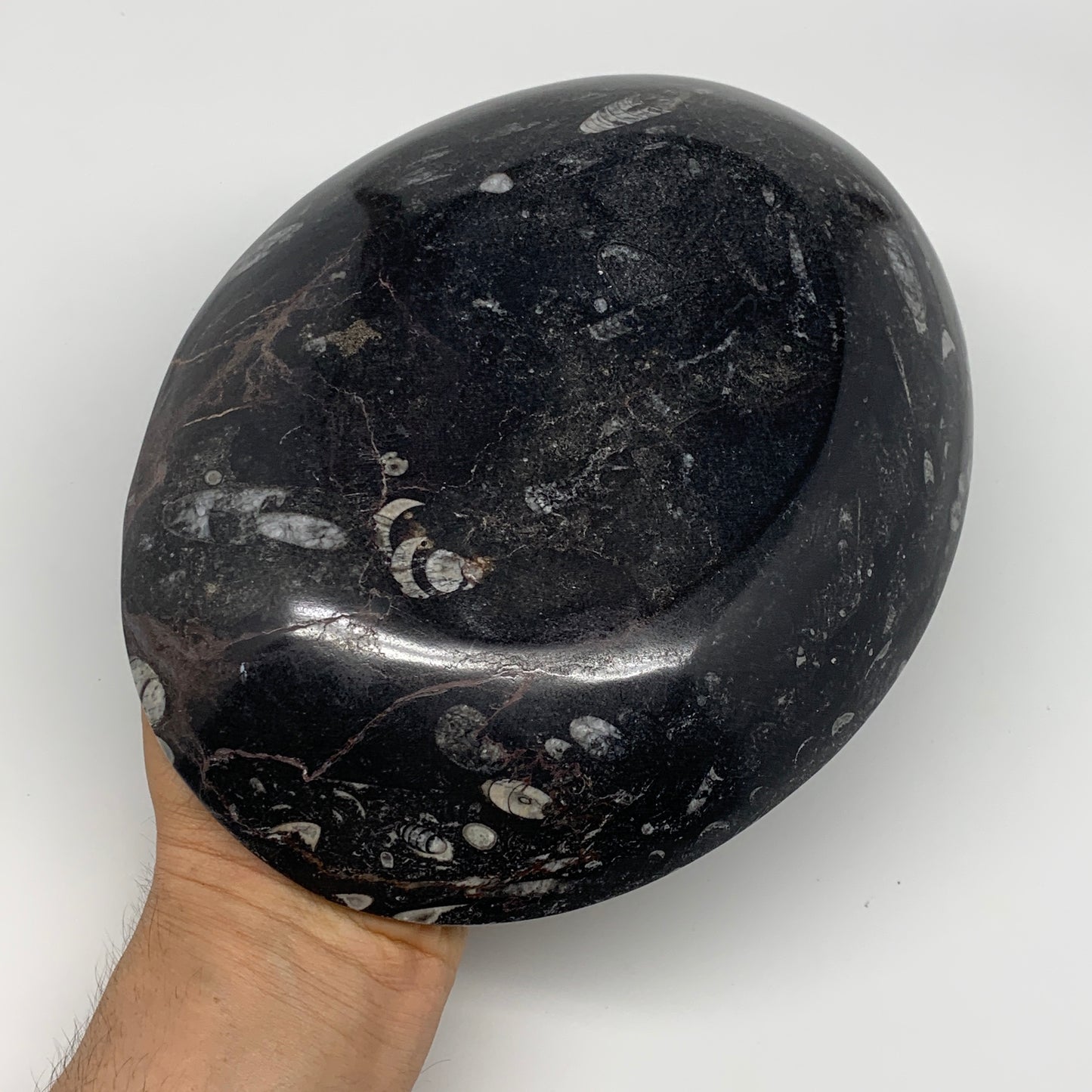 992g, 8.75"x6.5" Black Fossils Ammonite Orthoceras Bowl Oval Ring @Morocco,B8452