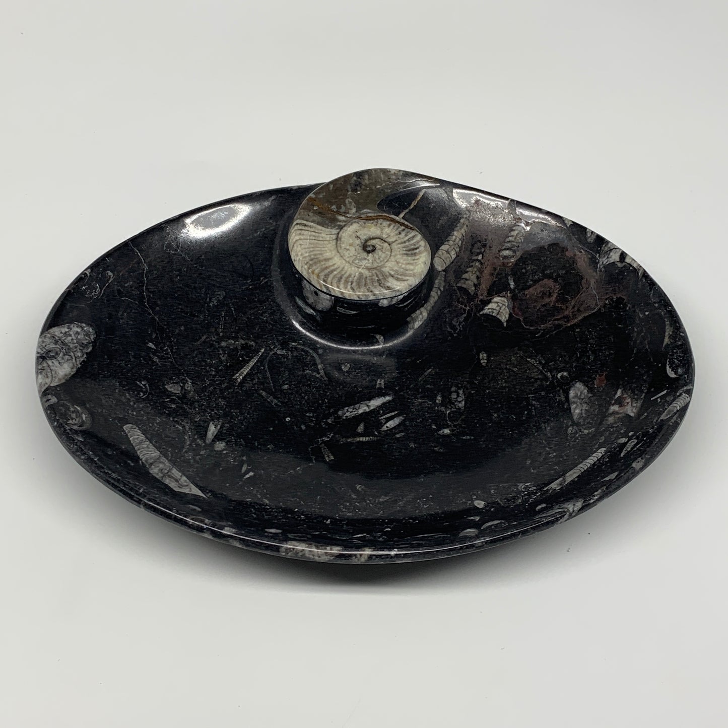 992g, 8.75"x6.5" Black Fossils Ammonite Orthoceras Bowl Oval Ring @Morocco,B8452