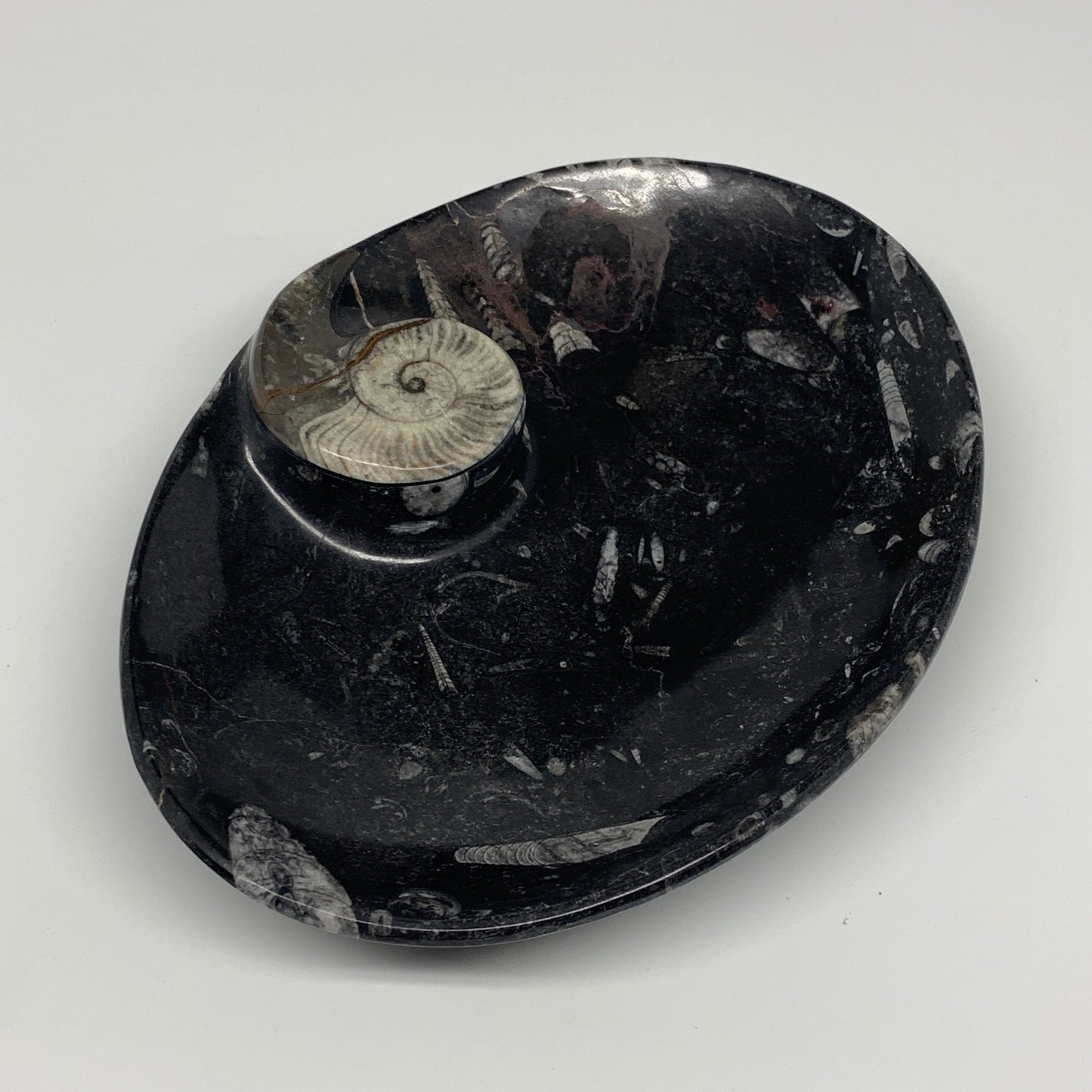 992g, 8.75"x6.5" Black Fossils Ammonite Orthoceras Bowl Oval Ring @Morocco,B8452