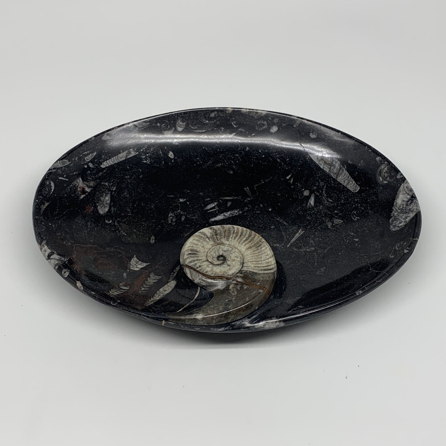 992g, 8.75"x6.5" Black Fossils Ammonite Orthoceras Bowl Oval Ring @Morocco,B8452