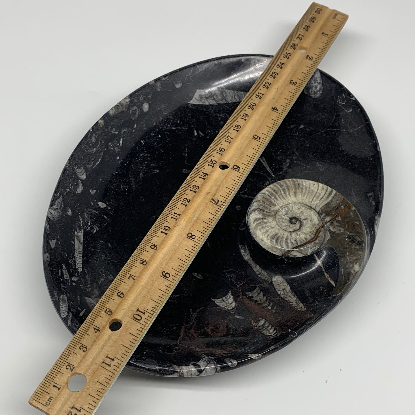 992g, 8.75"x6.5" Black Fossils Ammonite Orthoceras Bowl Oval Ring @Morocco,B8452