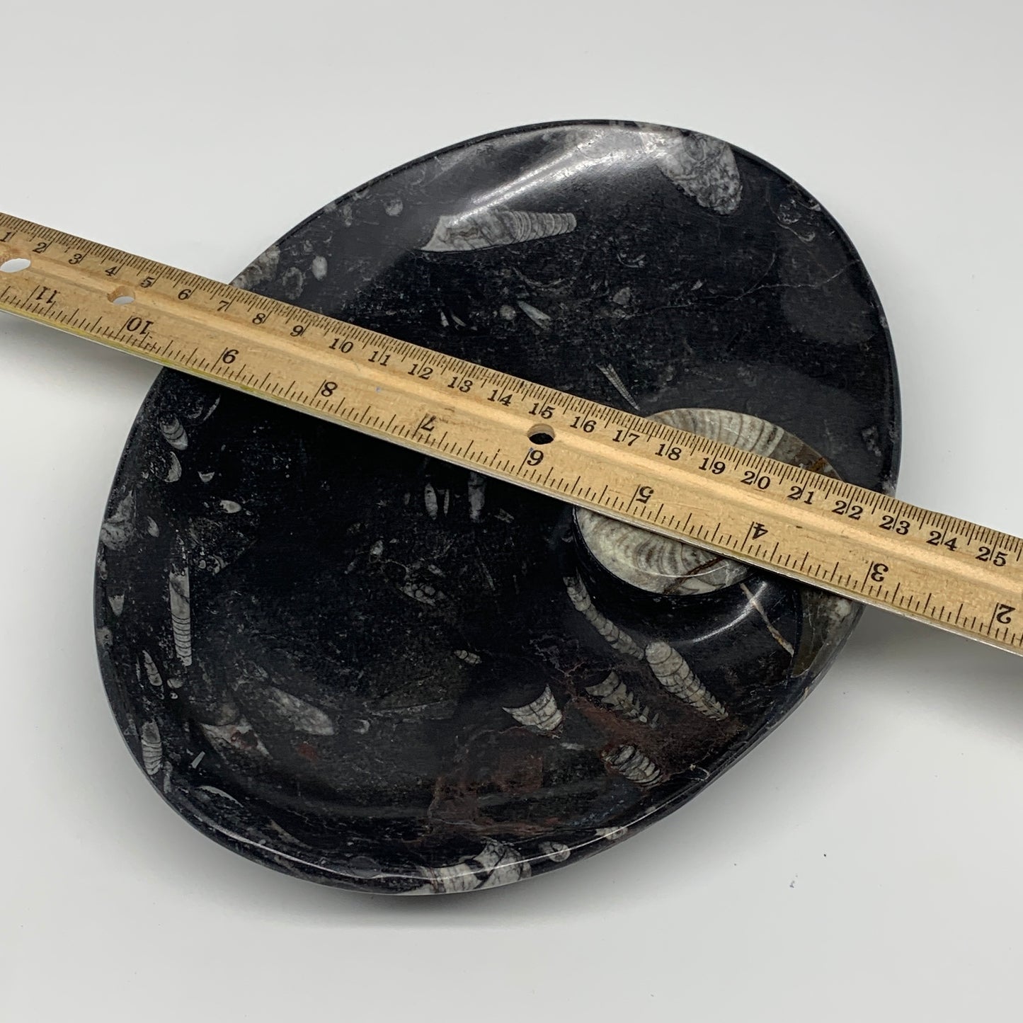 992g, 8.75"x6.5" Black Fossils Ammonite Orthoceras Bowl Oval Ring @Morocco,B8452