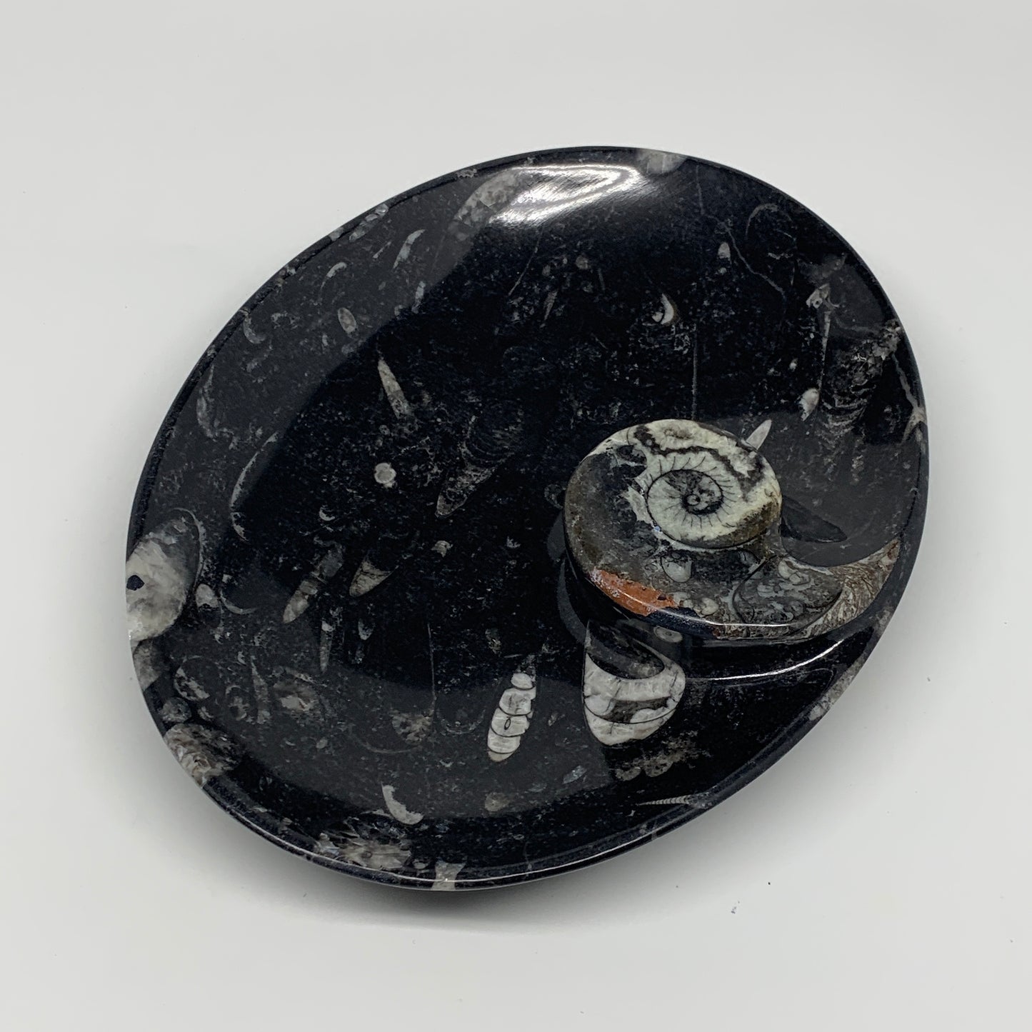 734g, 8.75"x6.5" Black Fossils Ammonite Orthoceras Bowl Oval Ring @Morocco,B8453