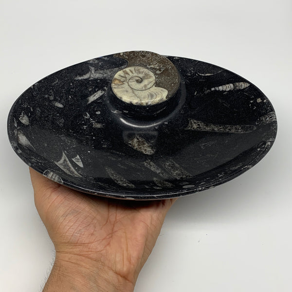 1038g, 8.75"x6.5" Black Fossils Ammonite Orthoceras Bowl Oval Ring @Morocco,B845