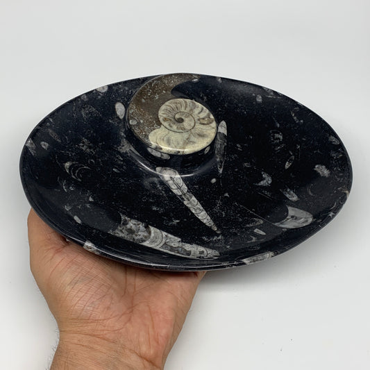 1026g, 8.75"x6.5" Black Fossils Ammonite Orthoceras Bowl Oval Ring @Morocco,B845