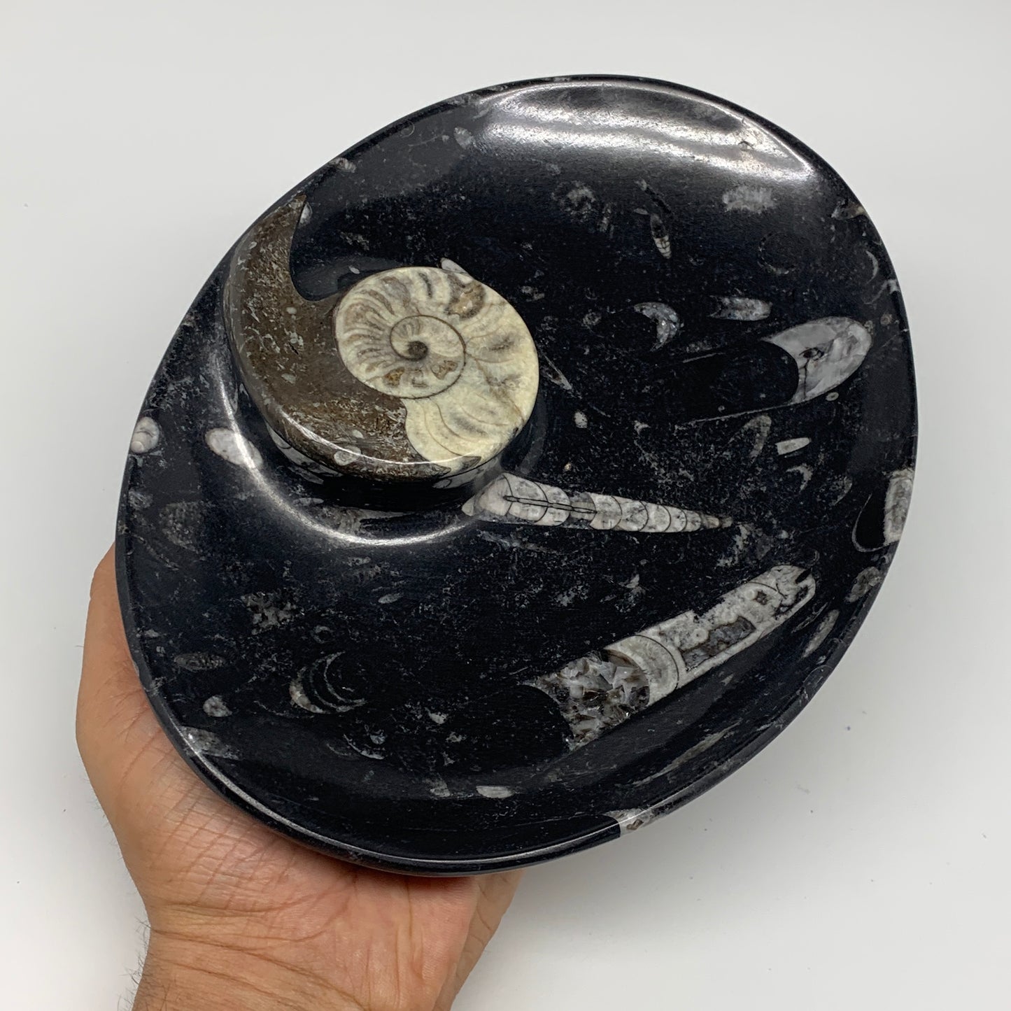 1026g, 8.75"x6.5" Black Fossils Ammonite Orthoceras Bowl Oval Ring @Morocco,B845