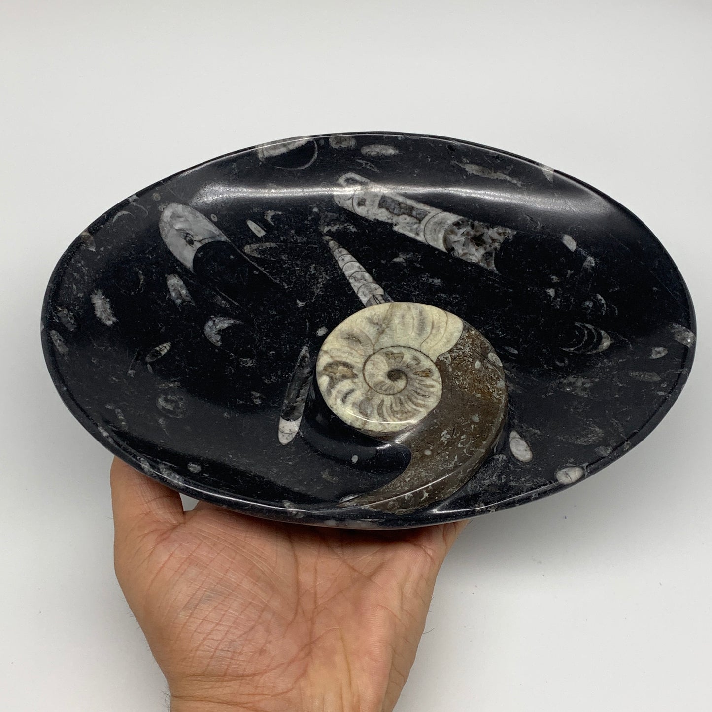 1026g, 8.75"x6.5" Black Fossils Ammonite Orthoceras Bowl Oval Ring @Morocco,B845