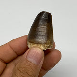 22.6g,1.5"X1"x0.9" Fossil Mosasaur Tooth reptiles, Cretaceous @Morocco, B23860