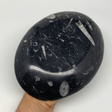 1026g, 8.75"x6.5" Black Fossils Ammonite Orthoceras Bowl Oval Ring @Morocco,B845