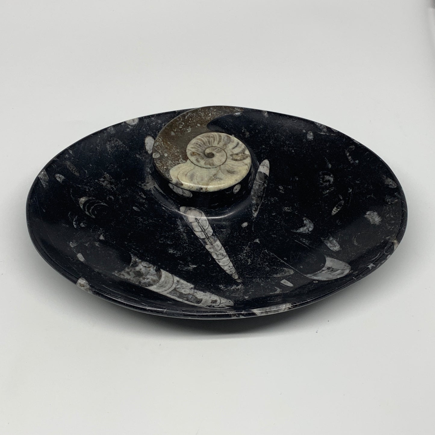 1026g, 8.75"x6.5" Black Fossils Ammonite Orthoceras Bowl Oval Ring @Morocco,B845