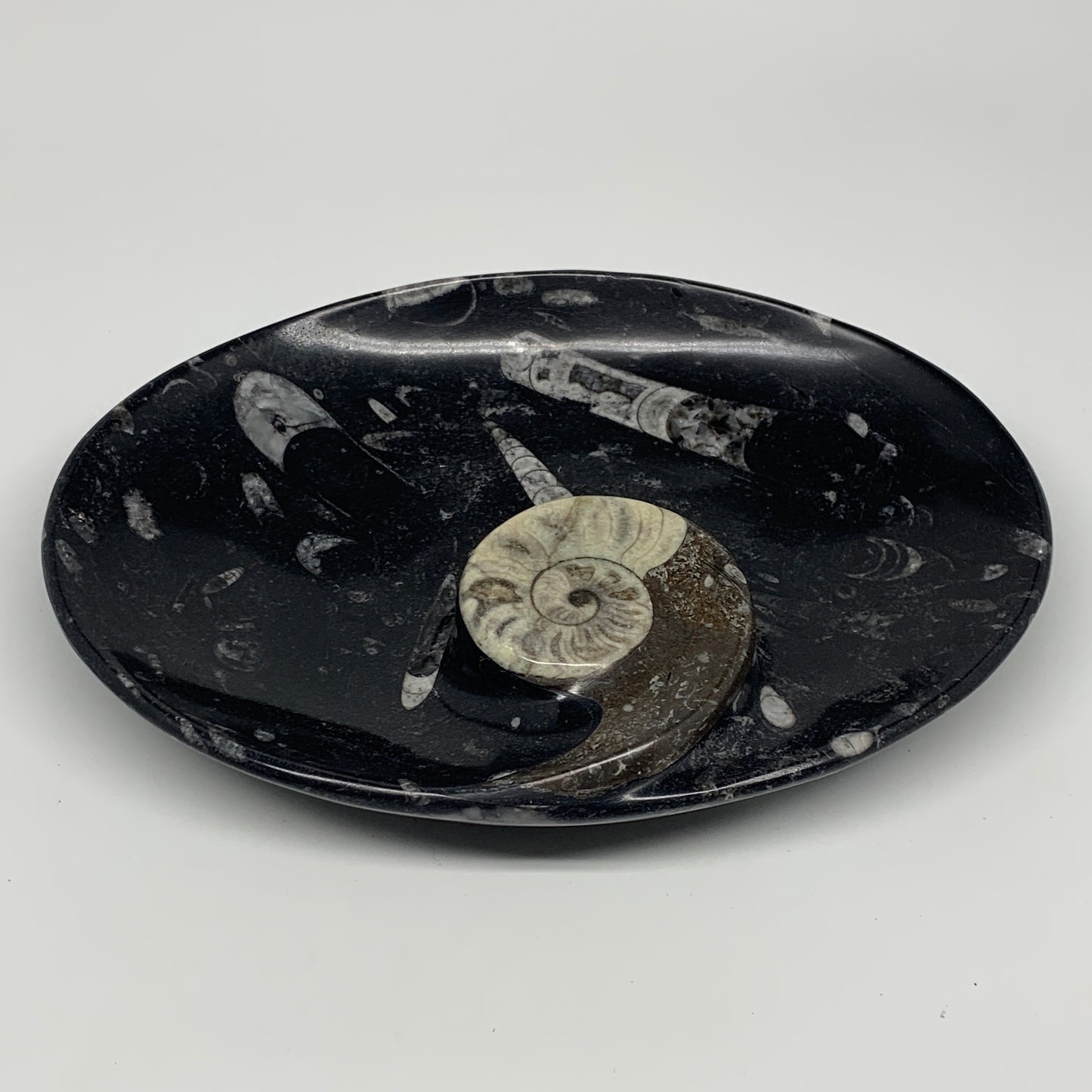 1026g, 8.75"x6.5" Black Fossils Ammonite Orthoceras Bowl Oval Ring @Morocco,B845