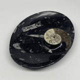 1026g, 8.75"x6.5" Black Fossils Ammonite Orthoceras Bowl Oval Ring @Morocco,B845