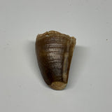 22.6g,1.5"X1"x0.9" Fossil Mosasaur Tooth reptiles, Cretaceous @Morocco, B23860